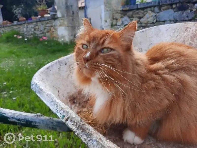 Chat roux-blanc perdu à Combiers - photo
