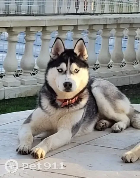 Husky femelle perdue à Éguzon-Chantôme - photo