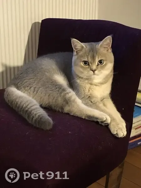 Chat perdu, collier gris, Metz Rabelais - photo