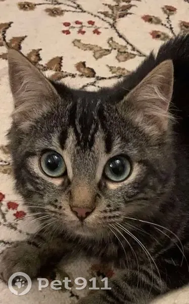 Chat tigré disparu à Tréjouls - photo