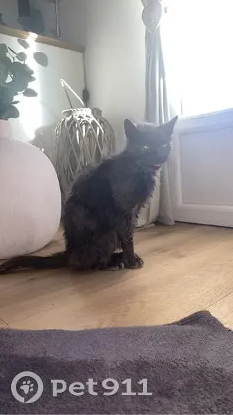 Chatte amaigrie câline trouvée à Marseille-en-Beauvaisis - photo