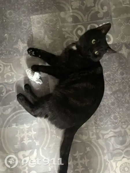 Petit chat noir peureux perdu à Épernay - photo
