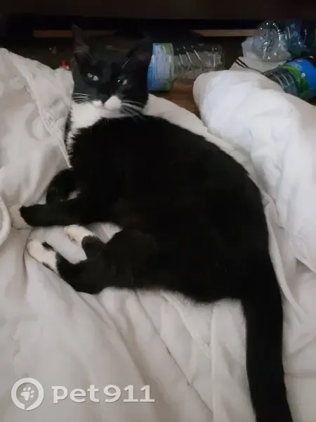 Chatte stérilisée trouvée, maigre et affectueuse - photo
