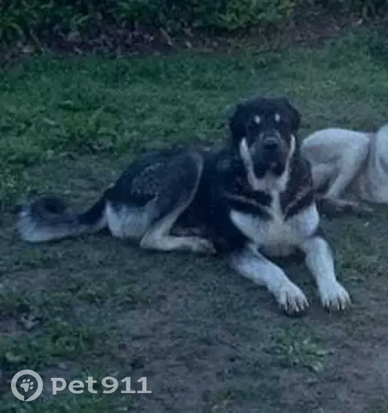 Chiens perdus : Kangal et Cane Corso, Grasse - photo