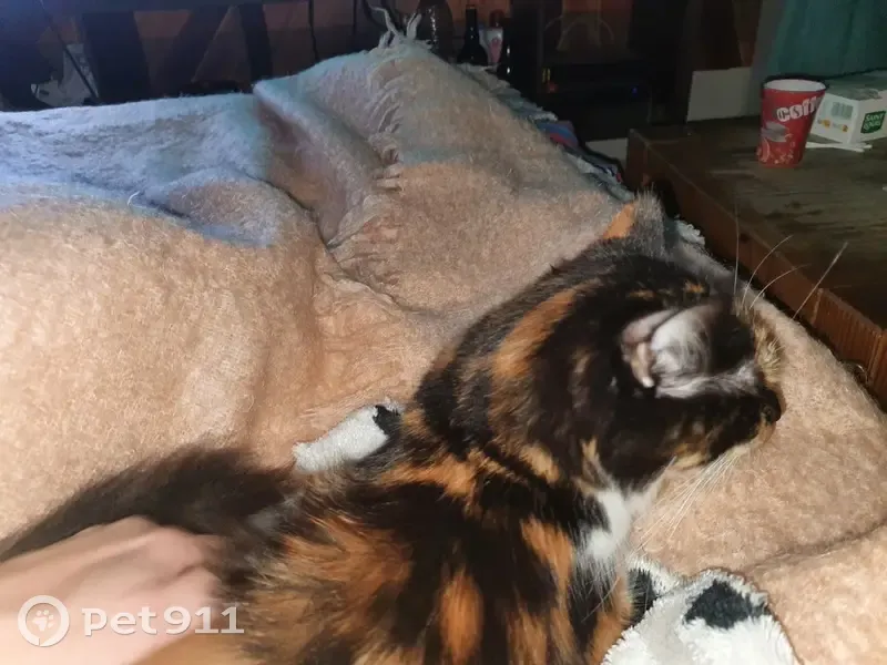 Chatte écaille disparue à Nice - photo