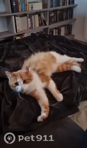 Chat roux/blanc trouvé, vérif. puce vétérinaire - photo