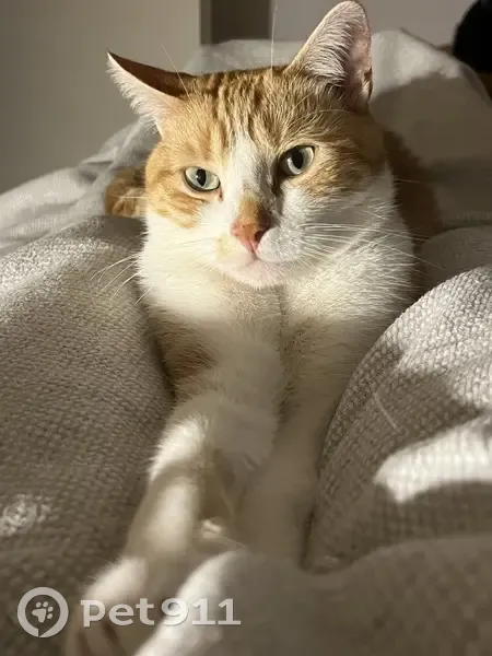 Chat roux et blanc perdu à Seignelay - photo