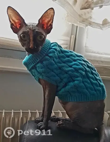Chat sphinx femelle disparue à Lille - photo