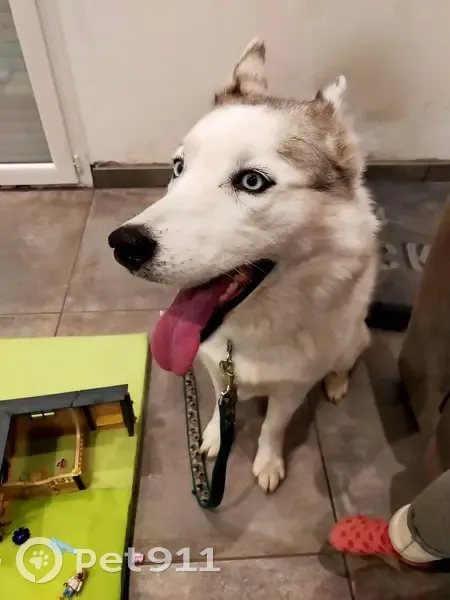 Chienne Husky blanche trouvée à Dolomieu - photo