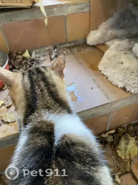 Chat maigre trouvé, câlin et en sécurité - photo