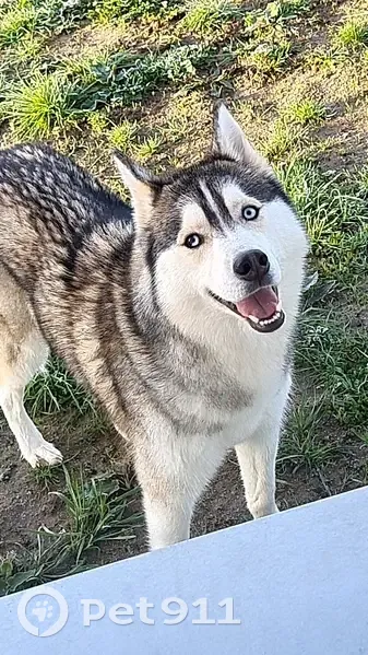 Chien perdu à La Clotte : Tina, œil bicolore - photo