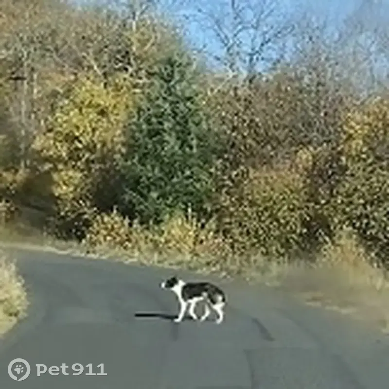 Border Collie errant à Murols : propriétaire ? - photo