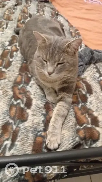 Chat gris d'un an disparu à Limoges - photo