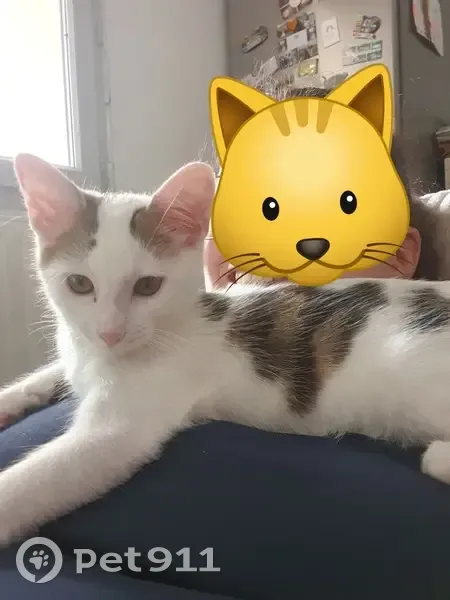 Chat perdu : Wilo, mâle blanc tacheté - photo