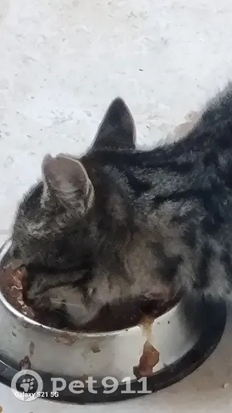 Jeune chat craintif trouvé à Antibes - photo