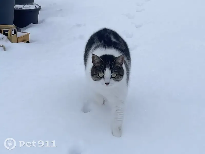 Chatte craintive disparue à Étupes - photo