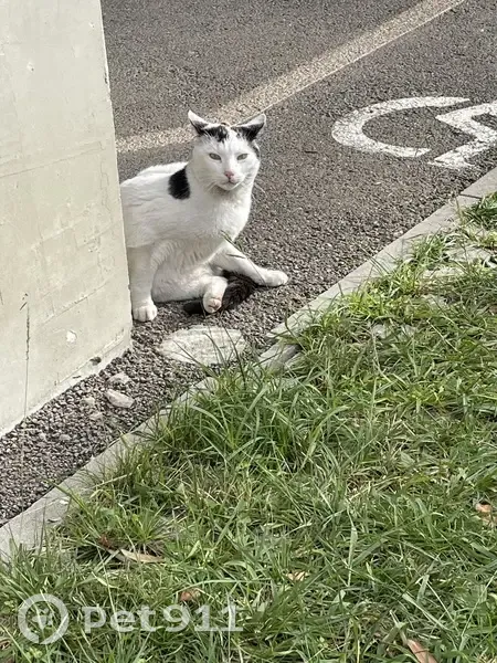 Chat trouvé Cours du Médoc, Bordeaux - photo