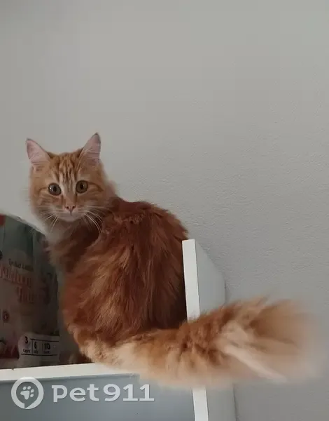 Chatte rousse disparue à Saint Rémy - photo
