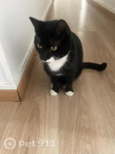 Chat trouvé devant boulangerie à Orléans - photo