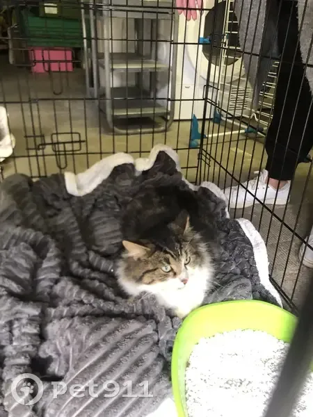 Chat mâle sociable trouvé à Limoges - photo