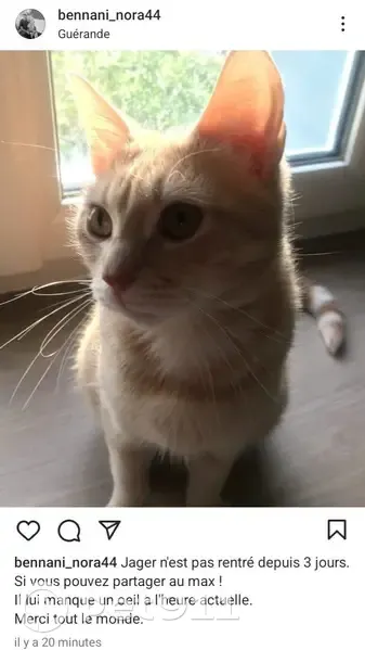 Chat crème perdu, œil droit manquant - photo
