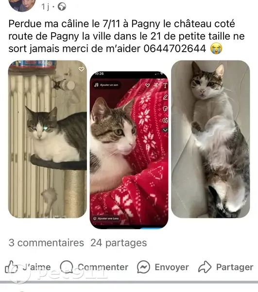 Chatte tigrée gris-blanc perdue à Pagny - photo