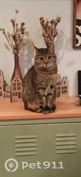 Chat européen tigré perdu à Mons-en-Barœul - photo