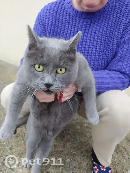 Chat gris trouvé avec collier rouge - photo