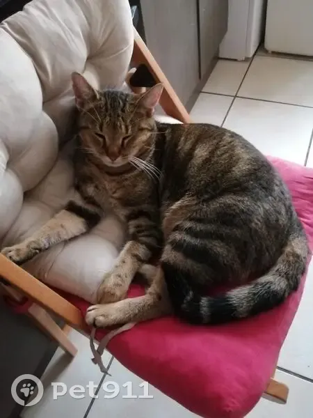 Avis de recherche : Chat Gavroche perdu - photo