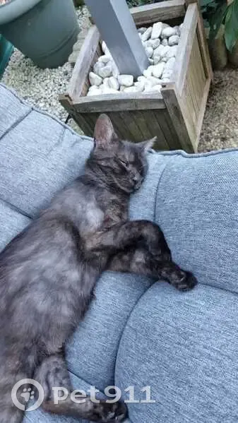 Chatte noire Isis disparue à Spay - photo