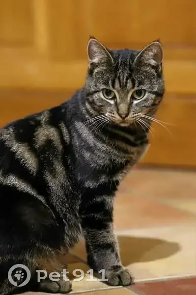 Chatte tigrée noire perdue au Mans - photo