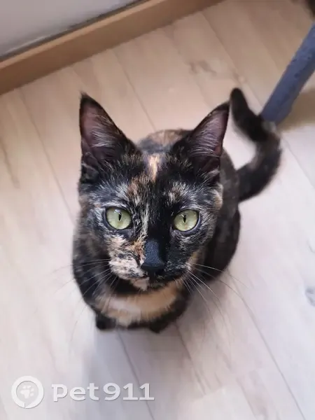 Chat écaille de tortue perdu à Nantes - photo