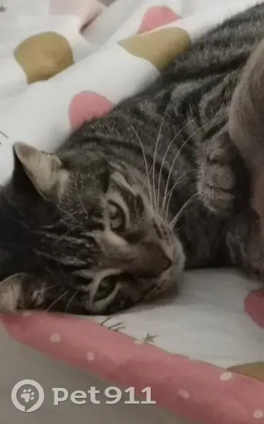 Chat perdu : Tigrou, 2 ans, Roquebrune - photo