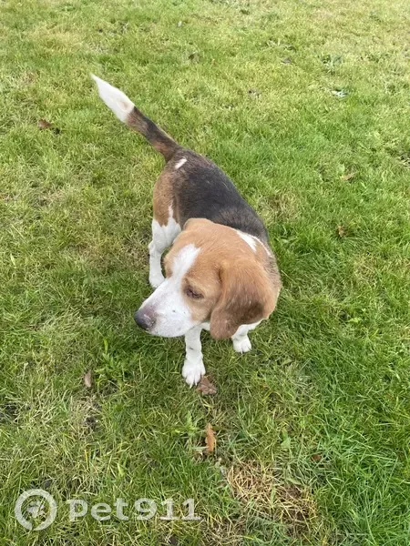 Beagle trouvé sans collier à Les Bordes - photo
