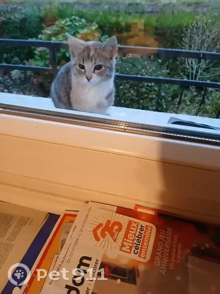 Chaton femelle trouvée à Montceau-les-Mines - photo