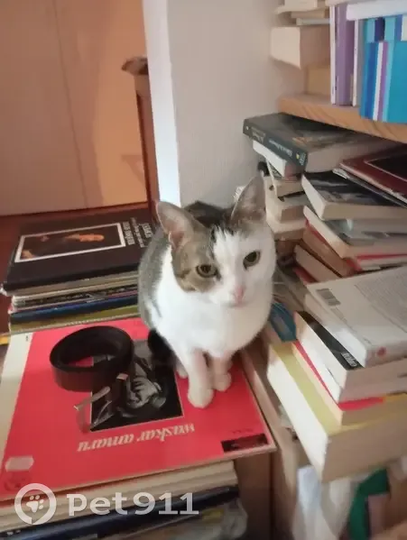 Chatte tricolore disparue à Montreuil - photo