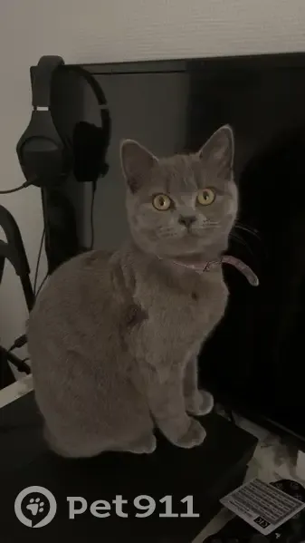 Chatte British short hair grise perdue - photo