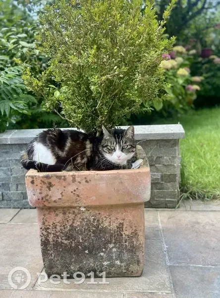 Chat gris tigré disparu à Manéglise - photo