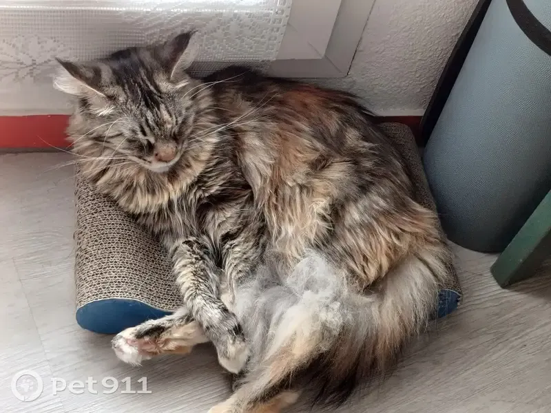 Moka, Maine Coon perdue à Oullins - photo