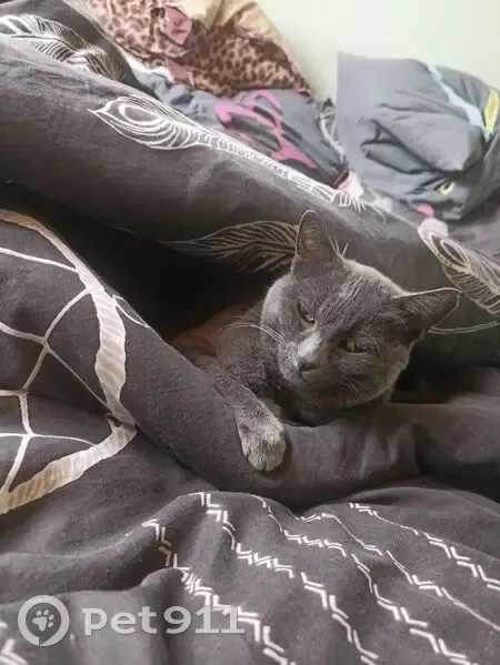 Chat Chartreux 12 ans perdu à Sarrebourg - photo
