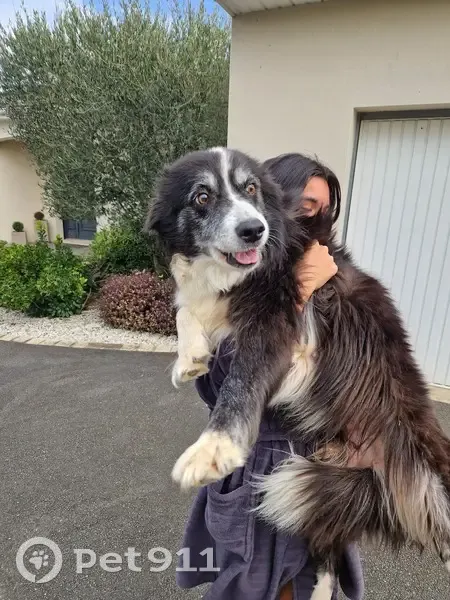 Chienne border collie trouvée à Roullet - photo