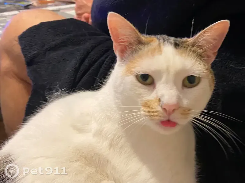 Chatte blanche Choupette perdue en Normandie - photo
