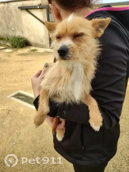 Chien mâle roux-blanc trouvé à Fourchambault - photo