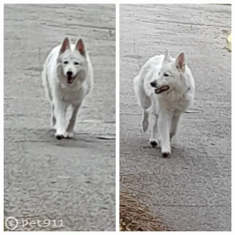 Chien blanc type berger trouvé à Champagnier - photo