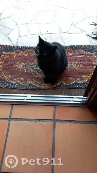 Chat trouvé rue du Port Thureau, Angoulême - photo