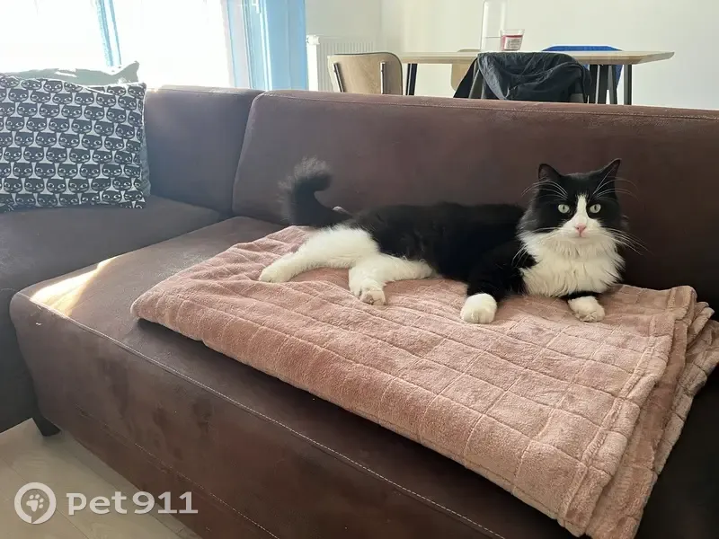 Chat perdu à Noyal-Châtillon-sur-Seiche - photo