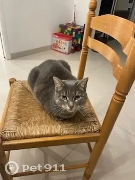 Chatte grise Neyti disparue à Chevreuse - photo