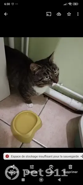 Titi, chat perdu à Chambéon - photo
