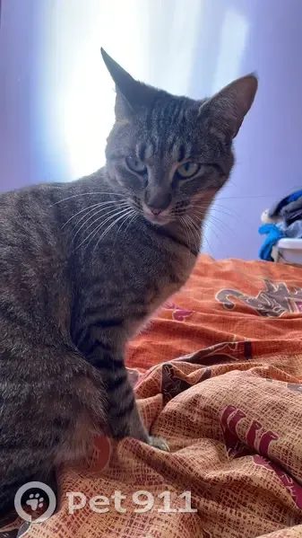 Chatte tigrée disparue à Lempdes - photo