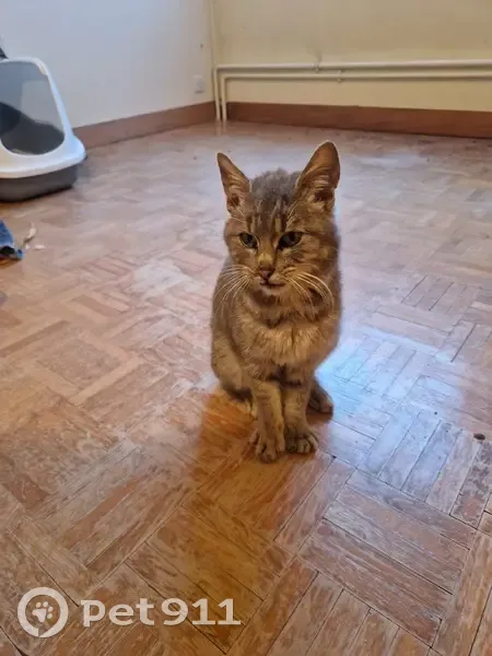 Chat trouvé en détresse à Vers-sur-Selle - photo